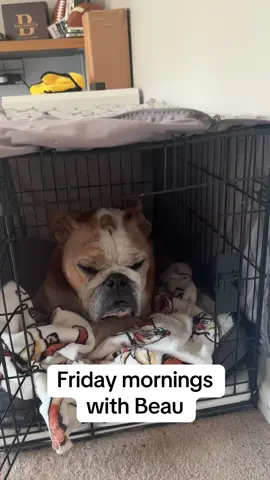 Happy Friday from Beau the Bulldog💕#fyp#friday #bulldog #bully #morning 
