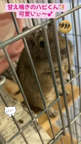 デグーのハピくん🐹 かまってもらいたいのかな？ #デグー #デグーの可愛さを広めたい #デグーのいる生活 #デグー好きと繋がりたい #degu 