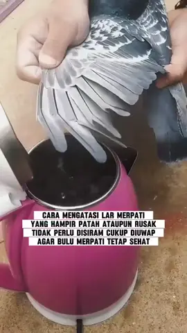 #hobbymerpati #merpatimania #merpati #merpatikolong #merpatikolongmeja #merpaticilacap #merpatilovers #cilacapkeren 
