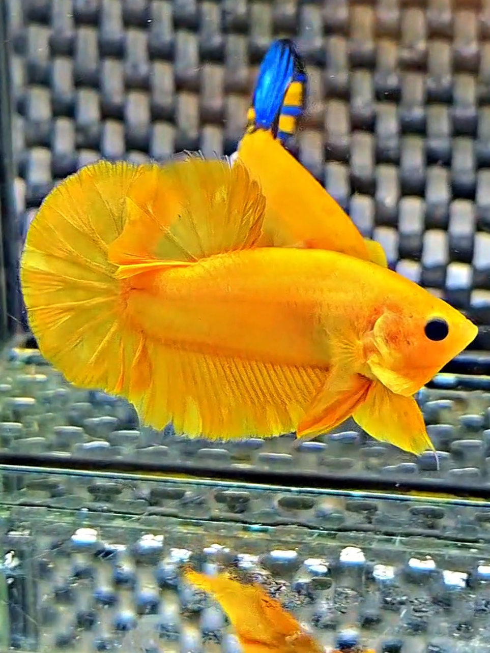 Yang kuning lagi✨️🤑 #betta #cupang #hellboyyellow💛💙💛 