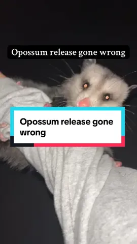 This opossum did not want to be released back into the cold. On my way home he ran out in front of me and stopped in the grass, so I did what any sane person would do and caught him.  Opossums are generally docile animals and don't typically bite, despite having more teeth than any other North American land mammal. Their first line of defense is looking and sounding scary.  Did you know  ✅opossums rarely get rabies due to their low body temperature  ✅they are North Americas ONLY marsupial ✅
