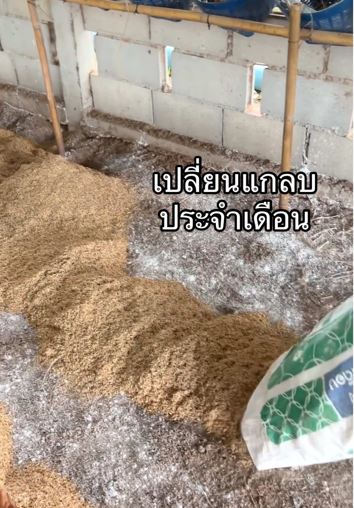 เปลี่ยนเเกลบทุกๆเดือน เพื่อความสะอาดของเล้าไก่ค่ะ #หัดเลี้ยงไก่ไข่ #มือใหม่เลี้ยงไก่ไข่ #ไข่ไก่อารมณ์ดี #เกษตรกร 