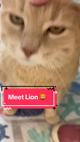 Lion 🦁 is a whole lotta love! Please check the @Peterborough Humane Society website for availability and adoption info #adoptme #chonk 
