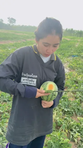 กรอบมาก🍉🍉 #สาวสวนแตง #เกษตรแตง #เปิดการมองเห็นtiktok 