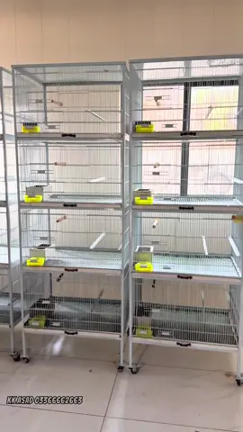 Breeding season preparations part 2 #trending #foryou #foryoupage #viral #breeding #farming #viralsong #lovebirds #trendingvideo 