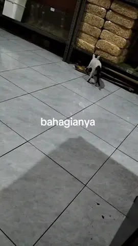 #catloversindonesia #kucingkampung #kucingterlantar #fyppppppppppppppppppppppp #kucing 
