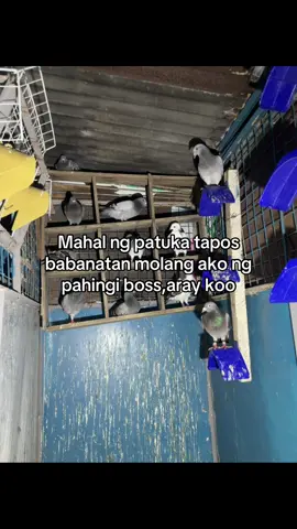Aray koo #makeitviral #jloft #kalapatids 