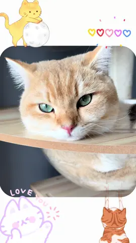 คุณชายทั้งสอง #เปียกปูน #เปาะเปี๊ยะ #แมว #cat 