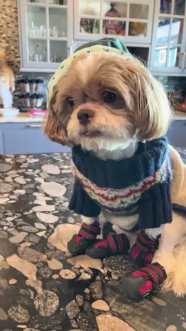 #joinwithus #PetsOfTikTok #dogs #puppiesoftiktok #foryoupage  