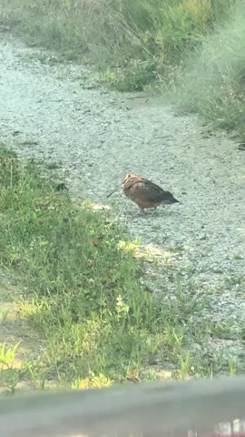 Idk what kind of bird this is, but he’s a whole mood 😂