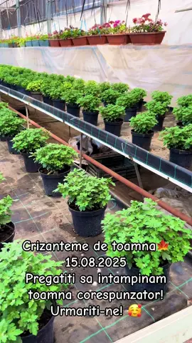 #crizanteme #toamna #producatorlocal #fabricadeplante @Titiliuc Ica @Ciprian Rauta @ClaudiuMadalin30 