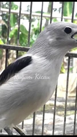 jalak kapas