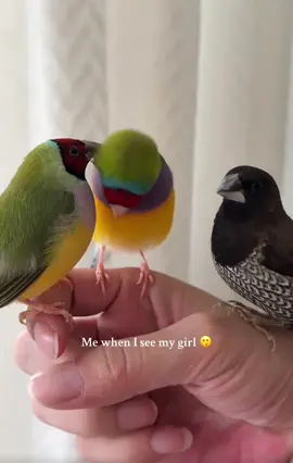 Don’t mind the third wheel there #abcxyz #bird 