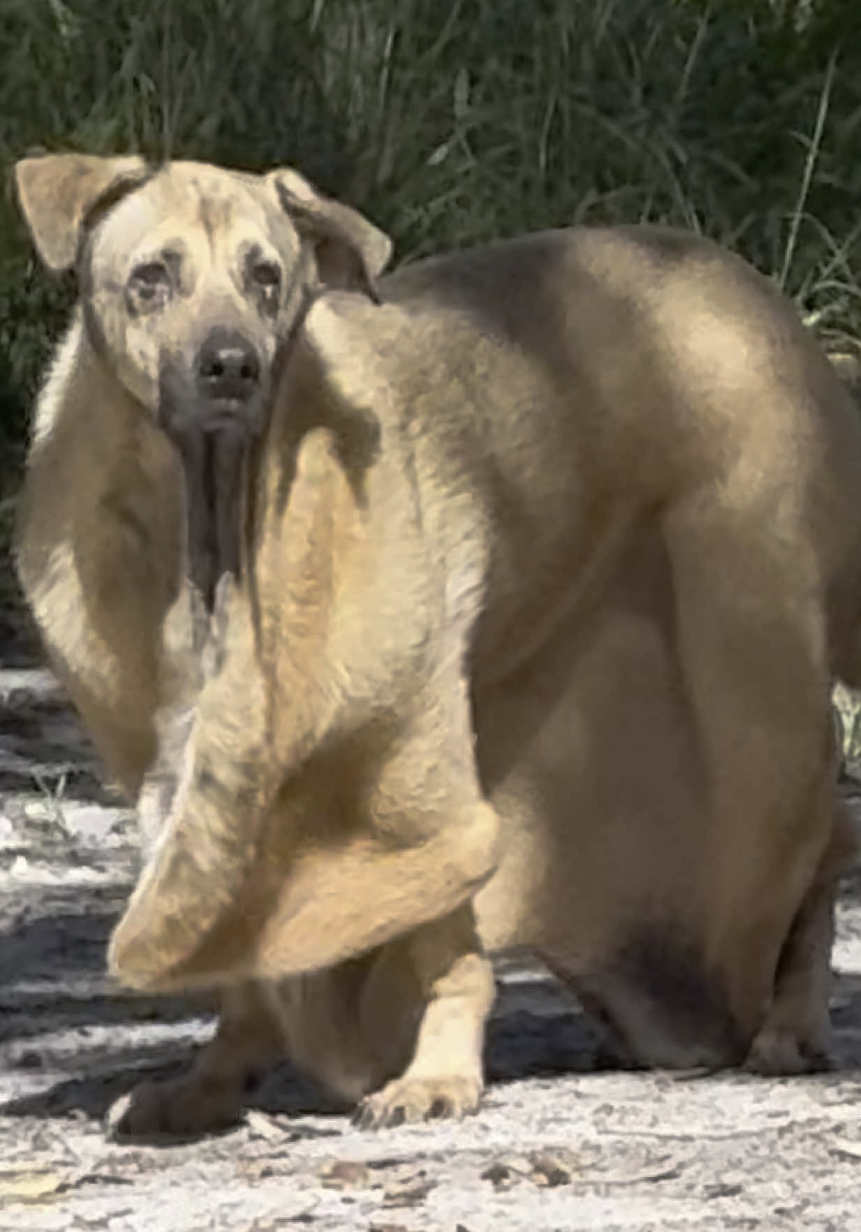 #eds #elherdanlossyndrome #dogtok #dogsoftiktok #doggo 