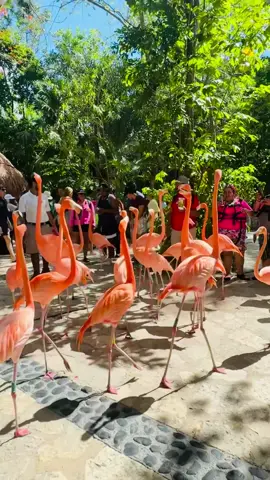 #mamonas#xcaret#xcaretmexico#parque#rivieramaya#flamenco#desfile#vacaciones#paraiso 
