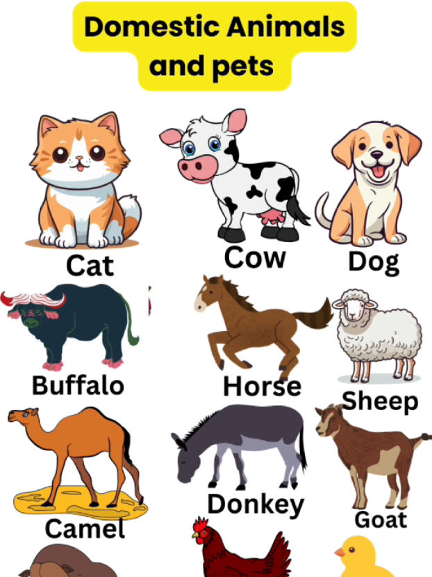 Domestic and pets animals  #animals #english #englishpractice #foryou #fyp 