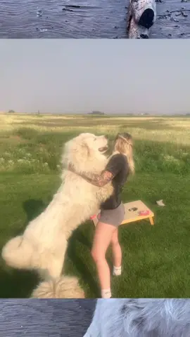 This was when Miley was recovering from surgery so Zshopa was on his own protecting the farm.  Now he has Holden too for. Backup.  😎 #greatpyrenees #lgd #bigdog #onthisday 