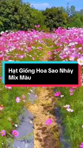 Hạt Giống Hoa Sao Nháy Mix Màu #hatgionghoa #hatgiong #hatgionghoasaonhaimixmau #hoasaonhai #muataitiktokshop 