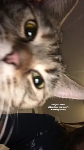 #lyrics 