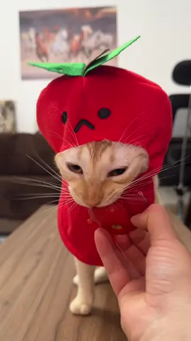 Mr Lime and tomato 🍅 #catfood #chia #lime #dora  #asmr                        