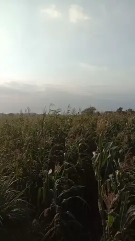 #fyp #layangan #bapangannaga #layangannaga #sore #sawah #viral #masukberanda #fypppp #1jtviews
