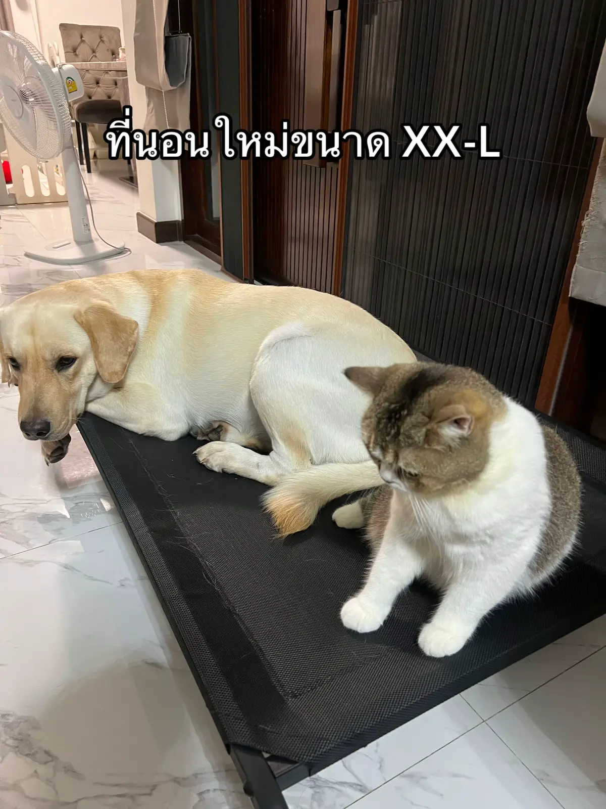 ส่วนที่นอนเก่าขาด....เนื่องจากเสื่อมสภาพตามกาลเวลา  ไม่ใช่เพราะน้ำหนักนะจ๊ะ #มังคุดแมวหน้ากลม #พี่มังคุดน้องขนุนน้องจินนี่ #ลาบราดอร์รีทรีฟเวอร์ #ลาบราดอร์รีทรีฟเวอร์ 