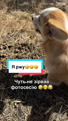 #розплідник #цуценятаукраїна #коргіхарків #коргідніпро #коргінікополь 