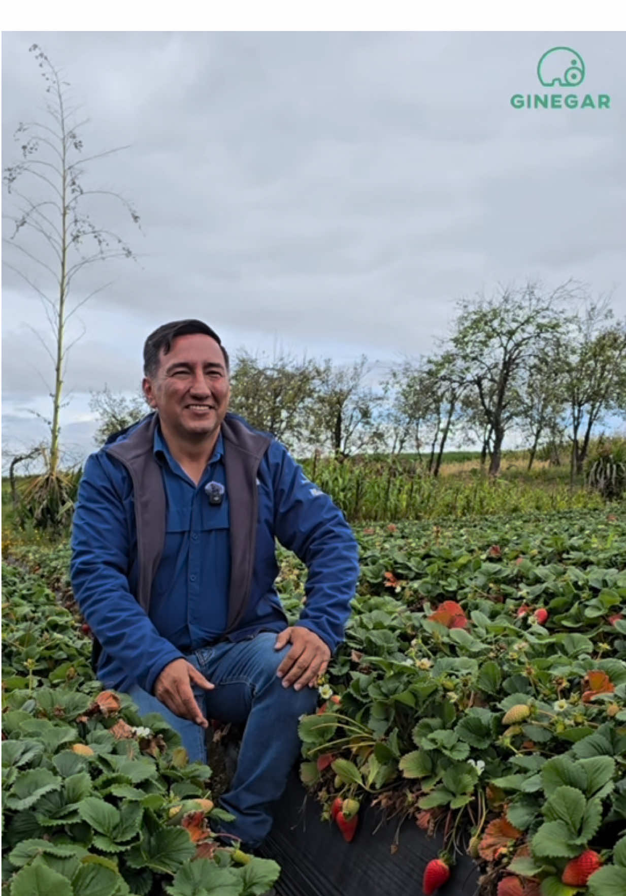 Te contamos por qué es tu mejor opción nuestro MULCH GINEGAR🍓#plastiseed #ginegar #mulch #agricultura #ecuador 