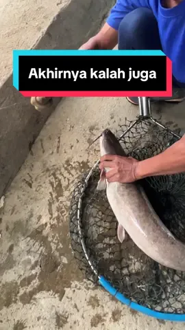 Akhirnya mancing gak juara juga  #adunmancing #relixnusantara #umpanlele #gembulmancing #peren   