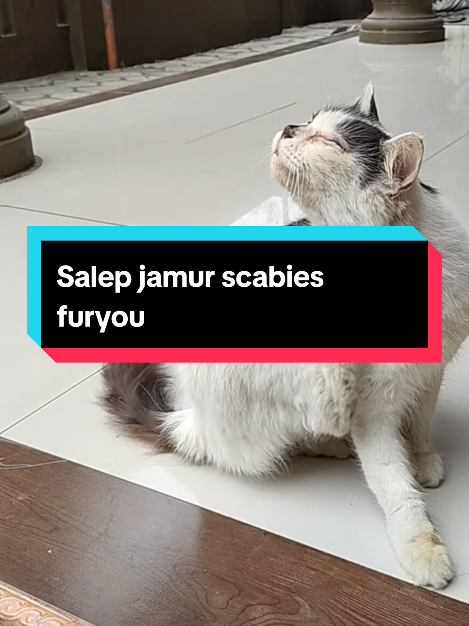 Kucing jamuran dan scabies atasi aja dengan salep jamur scabies furyou efektif mengatasi jamur scabies pada kucing #kucingjamuran #jamurkucing #scabies #obatjamurscabies #salepjamurscabies 