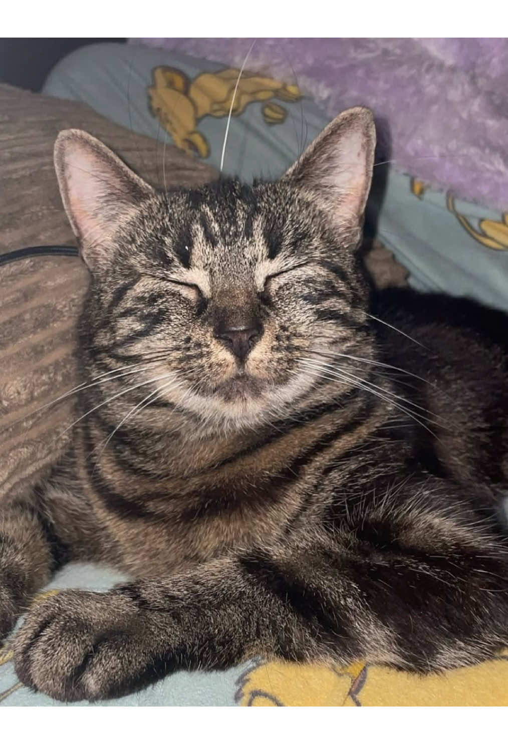 Big moment for our picky princess, Nala! 😻 She’s giving a new food (free sample) a shot and I couldn’t be prouder! 🐾🤍  - sample was sent to Nala by Purina  #cat #fussycat  #catlife #indoorcat #purina 
