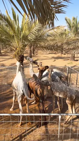 #الصين_ماله_حل😂 #__tiktokindia ##مليون #_الابل 