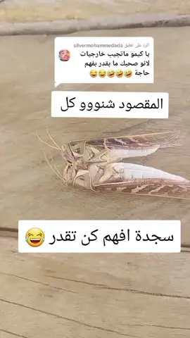 الرد على @silvermohammedada#نمط_الحياة_في_الهند🇮🇳 #نمط_الحياة_في_جبل_مرة💚💛🧡 #الشعب_الصيني_ماله_حل😂✌️ #عروسه👰🏻الف_مبروك_الزواج @ابوسجدة قولو 