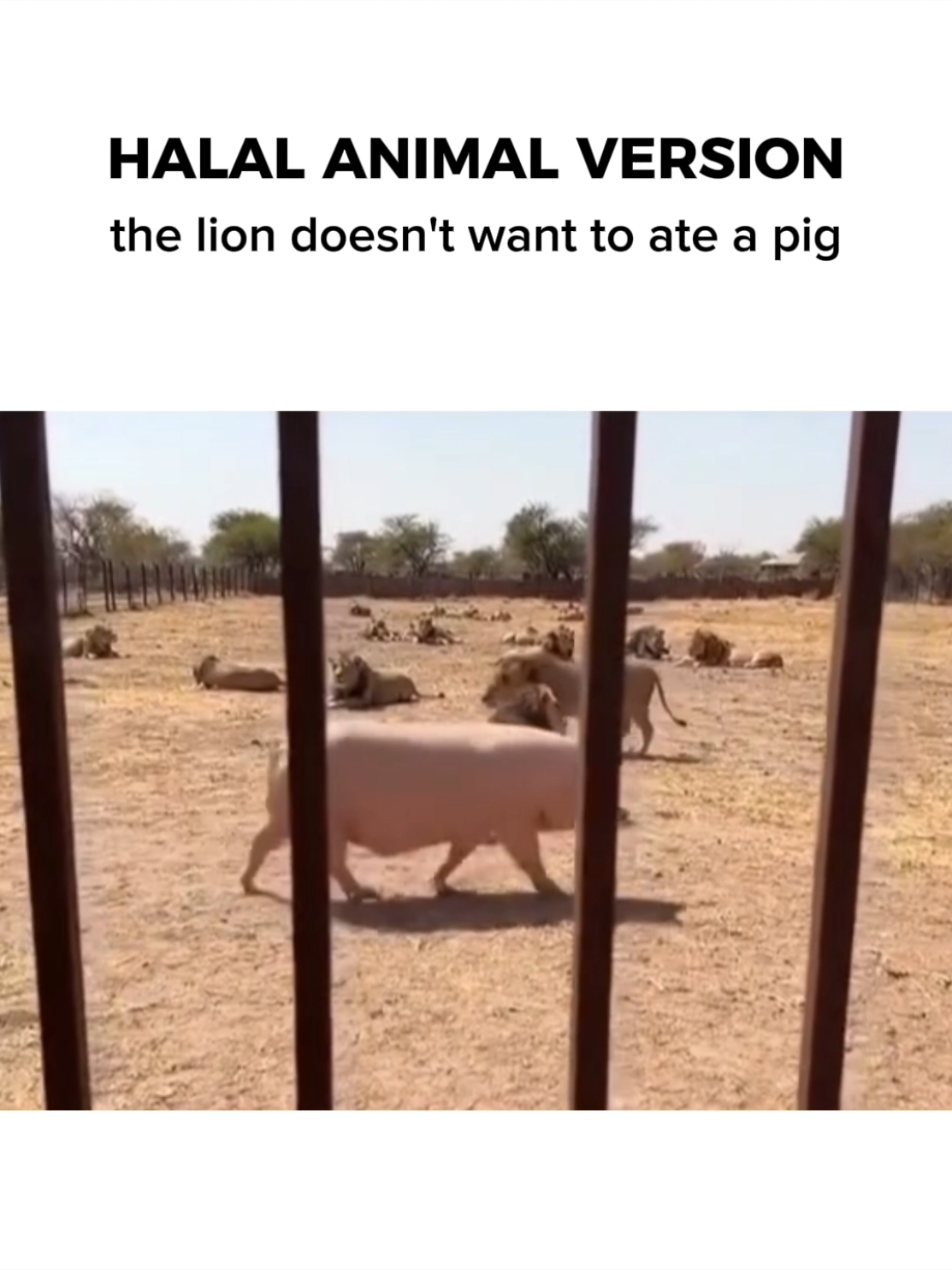 No pork no lard...  #meme #funny #animal #fyp #muslim 