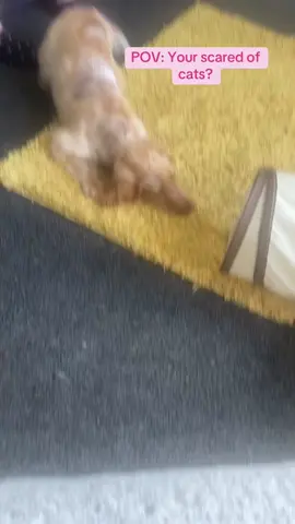 All bark 😂 BEAU 🐶 playing with NOODLE 🐈 #cockerspaniel #dogsoftiktok #dogsoftiktok #dog #cat 