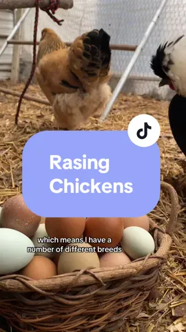 To get a variety of egg colors, mix different chicken breeds known for laying different colored eggs into your flock. For example, combining breeds like Cream Legbars (blue/green eggs), Rhode Island Reds (brown eggs), and Araucanas (blue eggs) will give you a rainbow of egg colors. Consider breed size and temperament when mixing to ensure a harmonious flock @Meyer Hatchery  #chickens #eggs #backyardchickens #mhambassador #homesteading  