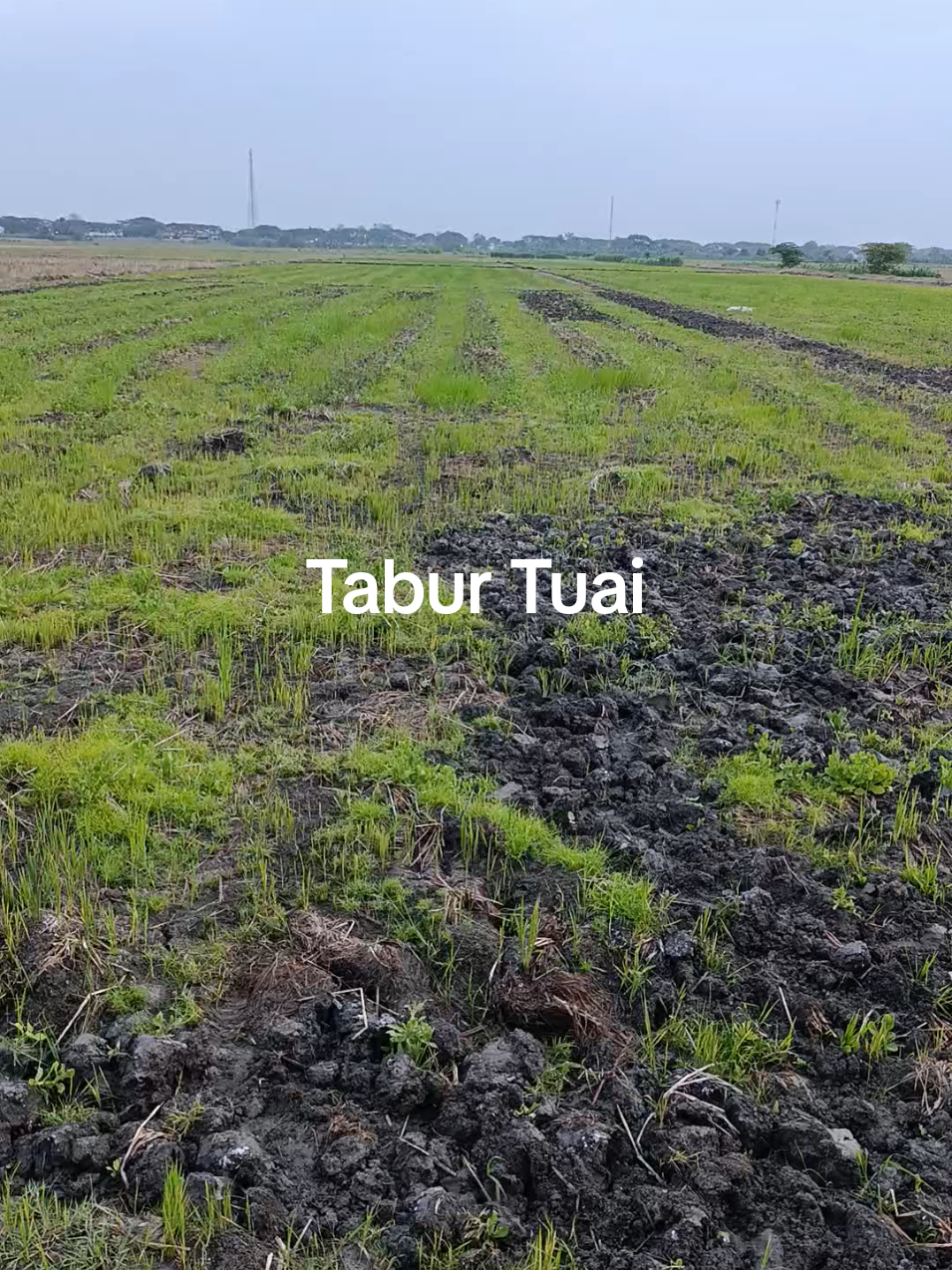 Tabur tuai#petaniindonesia #petanimuda #motivasihidup #petanimillenial #swasembadapangan 