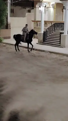 #الله_اكبر #العمده #الخيل_العربي_الاصيل #خيل_وخياله #اسم_الحصان_خير 
