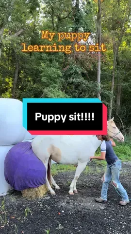 It’s going to happen. I just have to be patient ❤️ #horse #puppy #sit #trick #fyp 