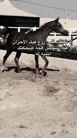 #خيل_وخياله🐎 #خيل_وخياله🐎🖤ماشاءالله_اللهم_بارك🧿♥️ #viral #fyp #اقتباسات 