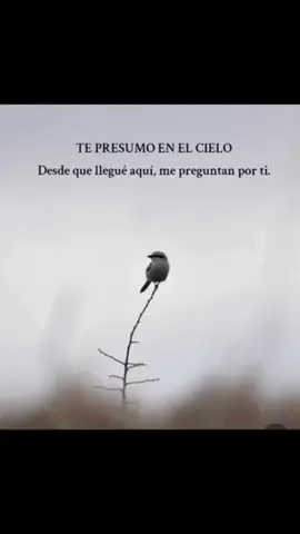 Te presumo en el cielo (2) ❤️💙🪽 ( F.D'sandi)  #duelo #miangeldelcielo #padreehija #teechodemenospapá #siempreenmicorazonpapá 
