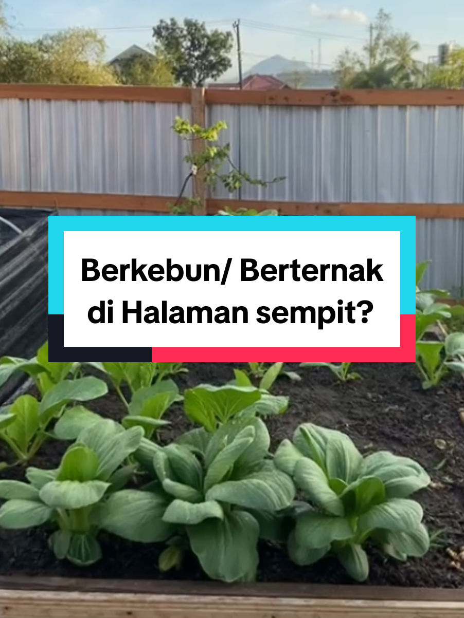pemaksimalan lahan dengan  kandang sayur. #ketahananpangan #petanimuda #fyp #masakanistri #peternakmuda 