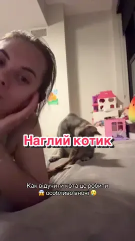 Inst: valeriia_gurova_ 🥰 YouTube: Khersonka in USA 🇺🇸  #кіт #кот #домашніулюбленці #тварини 