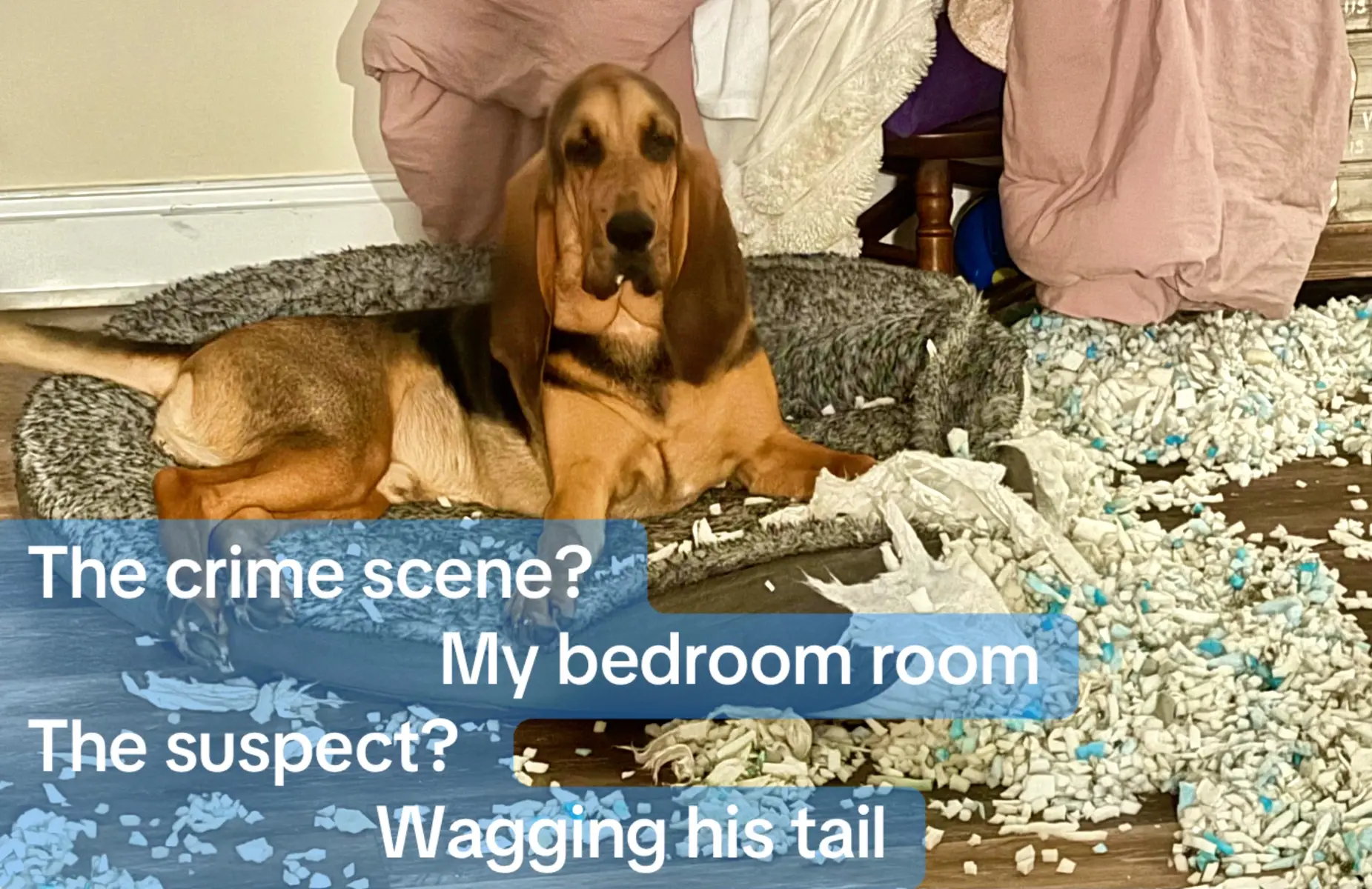 8 month old Bloodhound Puppy decides…It’s not a dog bed. It’s $80 worth of shredded dreams…. Totally did this so he can sleep on my actual bed… #bloodhound #pet #funnydog #cutepuppy #PetsOfTikTok 