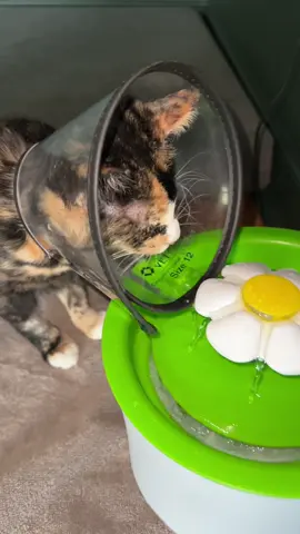UPDATE: Yes, we’re aware of the soft cones and onesies. Thank you! Unfortunately, her surgery was on her knee which she fractured the growth plate on. We have tried a few soft cones and she can reach her leg around easily. Also, the onesies do not cover this part of the body. We take it off and monitor her while eating so she’s good in that respect! #catvideo #coneofshame #blindcat #funnycat #catsoftiktok 