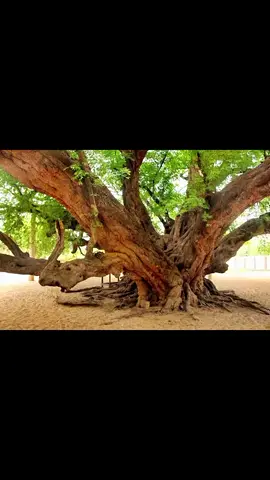 ထပ်မချစ်ရဲတော့ပါဖူး အမှတ်ရှိသွားတဲ့အသဲပါ#အညာမြေ #ဒီတပုဒ်တော့fypပေါ်ရေက်ချင်တယ် #fyp #မြန်မာသံစဥ်များကိုချစ်မြတ်နိုးသူ 