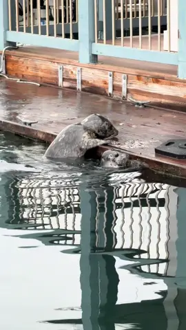 You guys are gonna love this one! #seal #seals #🦭 