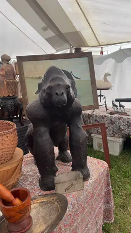 #upstateny #gorilla 