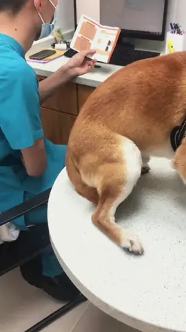 Try not to laugh 😂😂😂 #funny #animals #funnypets #dog #pet 