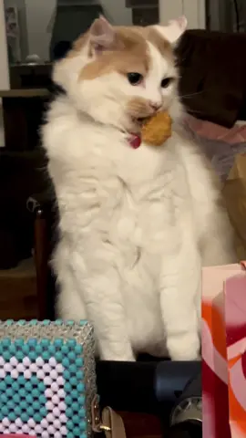 Thomas the nugget thief @McDonald’s 